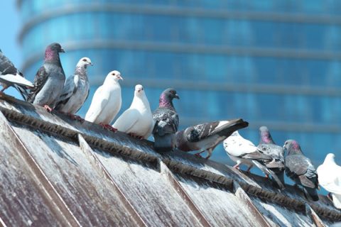 Pigeons : les obligations pour un bailleur