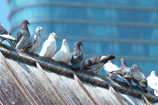 Problématiques liées à la surpopulation de pigeons à Marseille