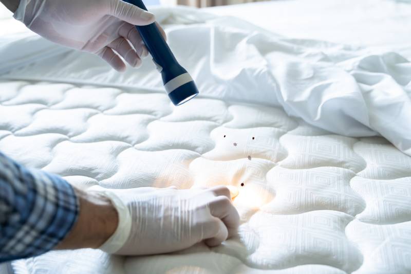 Quelles sont les méthodes de traitement pour une infestation de punaises de lit à Marseille ?