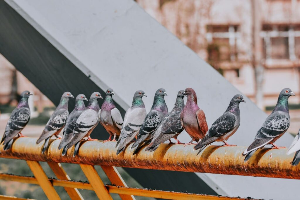 pigeons sur un bâtiment