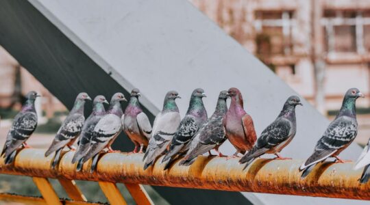 pigeons sur un bâtiment